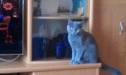 Продам британского котенка