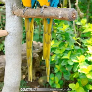 Прекрасные мужские и женские попугаев ара для хорошего дома ...
