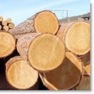 деловая древесина (пиловочник,  подтоварник,  жерди,  дрова)