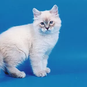 Куплю сибирского котенка