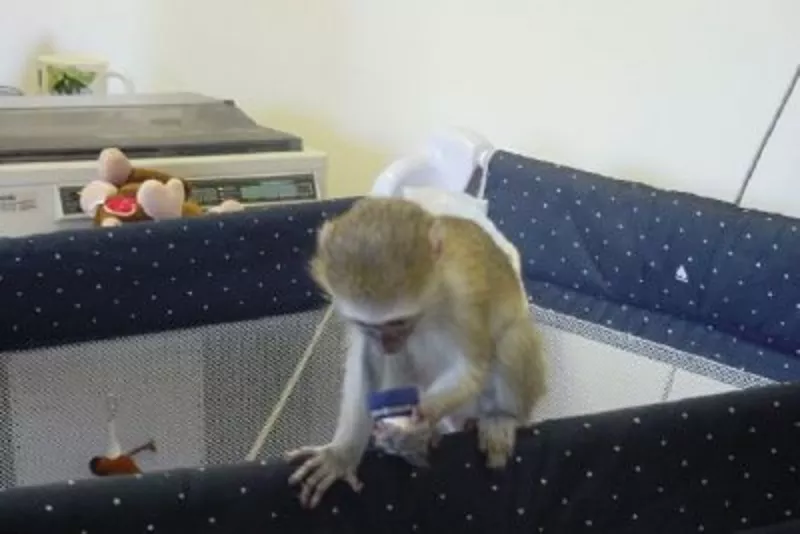 Красивый ребенок capuchini обезьян для принятия