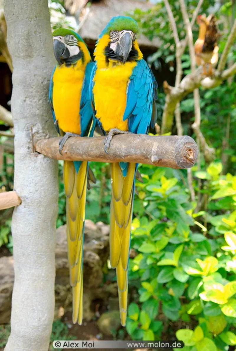 Прекрасные мужские и женские попугаев ара для хорошего дома ...