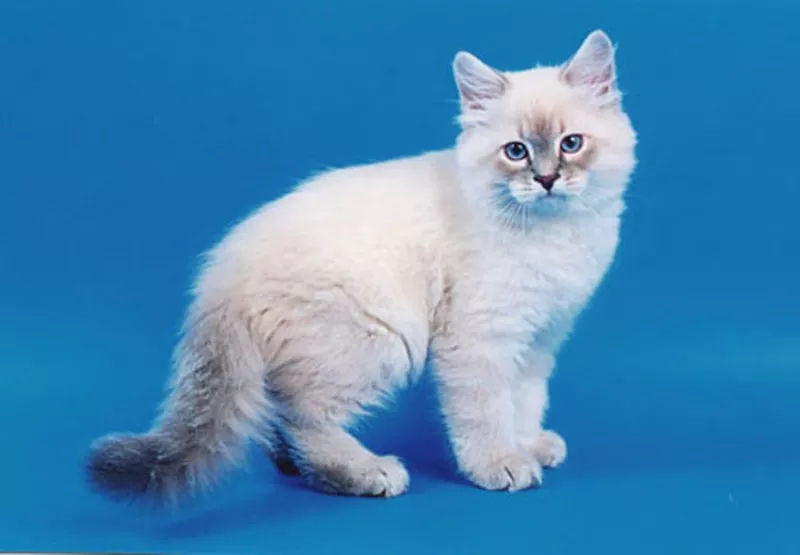 Куплю сибирского котенка